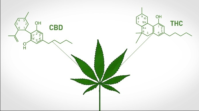 CBDとTHCと大麻